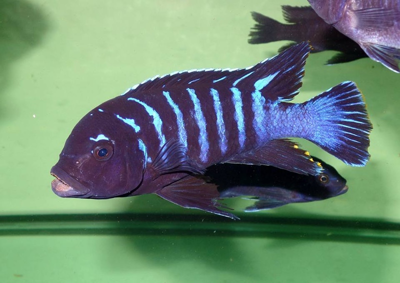 Maylandia sp. 'dolphin' Thumbi Point